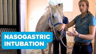 Equine Training Nasogastric Intubation [upl. by Nnairda]