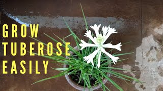 How to take care of Tuberose or Rajnigandha Hindi  Nila Sampangi in Tamil [upl. by Henriette]