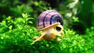 Pomacea bridgesii  Mystery Snail  Apple Snail [upl. by Eita]