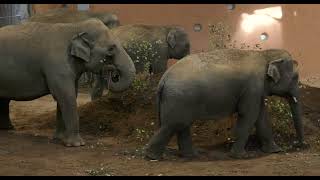 Cincinnati Zoos Head Veterinarian Talks about Elephant Care [upl. by Downall]