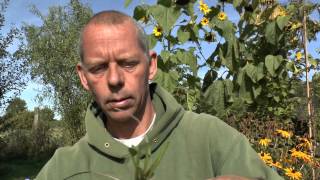 Pflanzen Vermehrung Teil 5 Sonnenhut Rudbeckia Gärtnertipp Instructions Stauden [upl. by Nirda377]