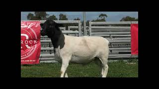 Mt Gipps 2024 Red Rock 23085 Lot 80 [upl. by Stretch]