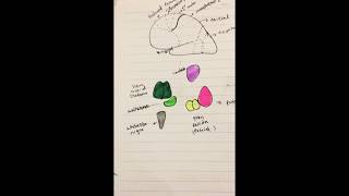 Basal Ganglia  Caudate Circuit Pathway [upl. by Greiner]