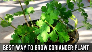 Coriander 🌿 Growing Method  Plant Care With Sahar [upl. by Henri]