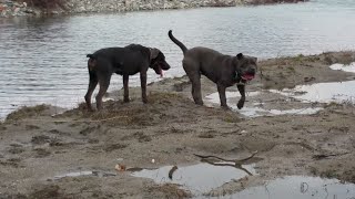 Cane corso vs SOP serbian defence dog [upl. by Altman735]