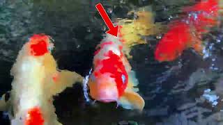 Watch My Kohaku Koi Fish Beg for Food in the Cutest Way 🐟🥺 koilife [upl. by Margie363]