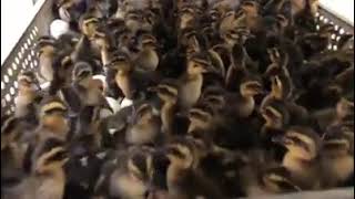 Rouen Duck  Cackle Hatchery [upl. by Veejar]