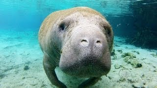 Crystal Manatees  Florida Manatee Wildlife [upl. by Shurlock]