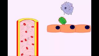 USMLE Animated Immunology  Infection amp Acute Inflammation  Monocytes amp Macrophages [upl. by Aihsei]