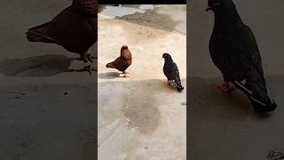 Trending kabootar video 🔥🕊️shorts birds shortsfeed kabutarbazi kabutar pigeon ternding [upl. by Bertilla967]