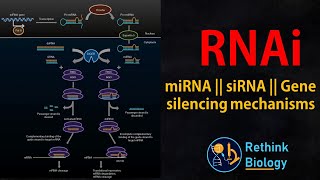 RNA interference RNAi Animation  miRNA  siRNA  mRNA regulation [upl. by Anauqahs123]