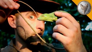 Monkey Tailed Lizard [upl. by Linden]