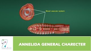 ANNELIDA GENERAL CHARECTER [upl. by Benedikt768]