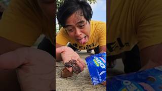 Found a delicious Oreo biscuit snack but ran away shorts shortvideo viralvideo [upl. by Dera]