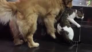 Golden Retriever stops cat friend from fighting [upl. by Nednarb]