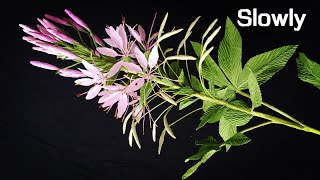 ABC TV  How To Make Cleome Hassleriana Flower From Crepe Paper Slowly  Craft Tutorial [upl. by Norrat]