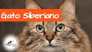 Gato Siberiano  Considerado uno de los gatos hipoalergénicos [upl. by Isoais]