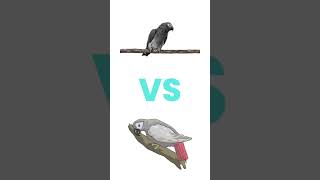 Timneh VS Congo What’s the Difference africangrey parrot [upl. by Maon189]