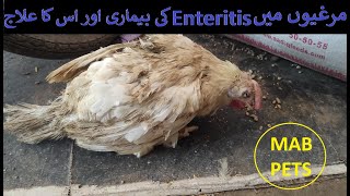 Necrotic Enteritis in Poultry  Effective Solution for Necrotic Enteritis [upl. by Marjy]