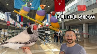 BÜLBÜL İSPİNOZ GOLDİAN FİNÇH VE KANARYA YARIŞMASINDA ŞAMPİYONLARI PUANLARIYLA PAYLAŞTIK [upl. by Aubrie]