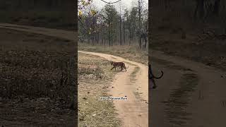 satpura tiger satpuratigerreserve wildlife pachmarhidiaries wildlifephotography [upl. by Ardnaid]