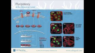 Pluripotency at the Molecular Level from Cell Signaling Technology Inc [upl. by Luigino]