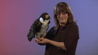 Folkmanis® Peregrine Falcon Puppet Demo [upl. by Morna]