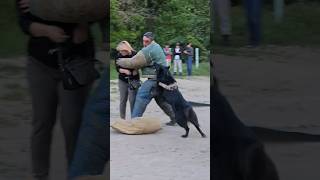 💥Bodyguard dog training Belgian Shepherd Groenendael attacks GUARDODESSA Odessa [upl. by Inek]