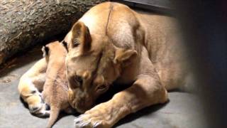 Orangutan Loves Gibbon Baby  Cincinnati Zoo [upl. by Ivor265]