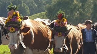 déscente de lalpage en suisse استعراض نزول البقر من الجبل [upl. by Kos]