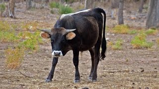 ❤ La vaca CORSA Córcega Francia 🐄🐄🐄🐄 [upl. by Sanfourd]