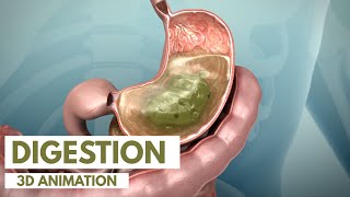 How the Digestive System Works  3D Animation [upl. by Hesther432]