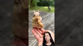 Chipmunk squirrel funny chipmunksong cute [upl. by Toille]