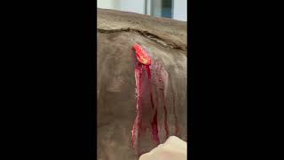 Too Gross To Look Away Unbelievable Abscess On A Horse Wait For It shorts [upl. by Amethist]