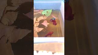 betta fish breeding tips in Hindi allinteresting hyderabad [upl. by Ahtiekahs62]