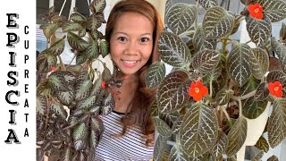 Episcia Cupreata House Plant Care 101 🌿  A girl with a garden [upl. by Giusto]