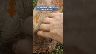 Comfrey oil for draft horse hoof problems  update [upl. by Ambrosius]