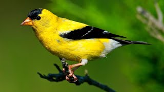 American Goldfinch Singing Song [upl. by Trinl815]