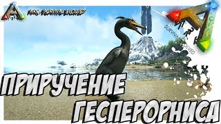 ARK Survival Evolved  ПРИРУЧЕНИЕ ГЕСПЕРОРНИСА TAMING HESPERORNIS [upl. by Perni]