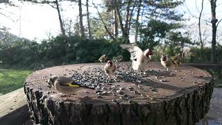 Dur de casser la graine sur les terrasses du Larzac [upl. by Casady50]