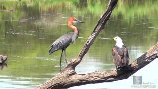 Goliath Heron vs African Fish Eagle [upl. by Aliuqa]