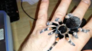 Brachypelma Smithi Handling Mexican Red Knee [upl. by Sidon]