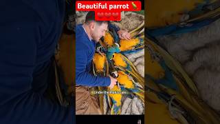 Bird of paradise care tips  BEAUTIFUL parrot 🦜♥️♥️ shortvideo [upl. by Ellehcan]