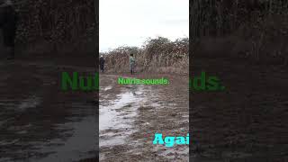 Nutria Sounds shorts oregon nutria coypu hunting youtubeshorts [upl. by Dolph]