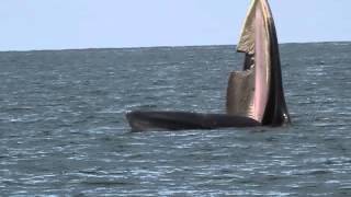 Brydes Whale [upl. by Aligna]