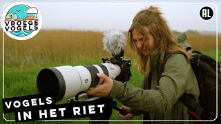 Vogels filmen langs de Lende  TV  Vroege Vogels [upl. by Ahsiret101]