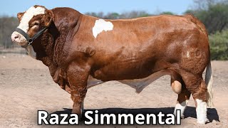 Raza de ganado Simmental La segunda raza mas popular en el mundo [upl. by Hibben]