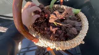 Harvesting Annatto Seeds Managing Moringa amp MORE Bananas  Syntropic Agroforestry [upl. by Arihaz]