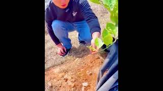 weedmat in agriculture мульчирование бумаги в китае сортирует вирусысорты virus turlari turlari [upl. by Mohsen480]