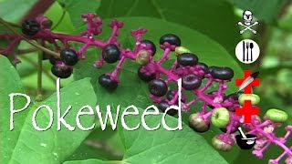 Pokeweed Poison Edible Medicinal amp Other Uses [upl. by Hodges]